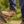 Load image into Gallery viewer, Redback Lynx Zip Scuff Cap Work Boot - Comp Toe
